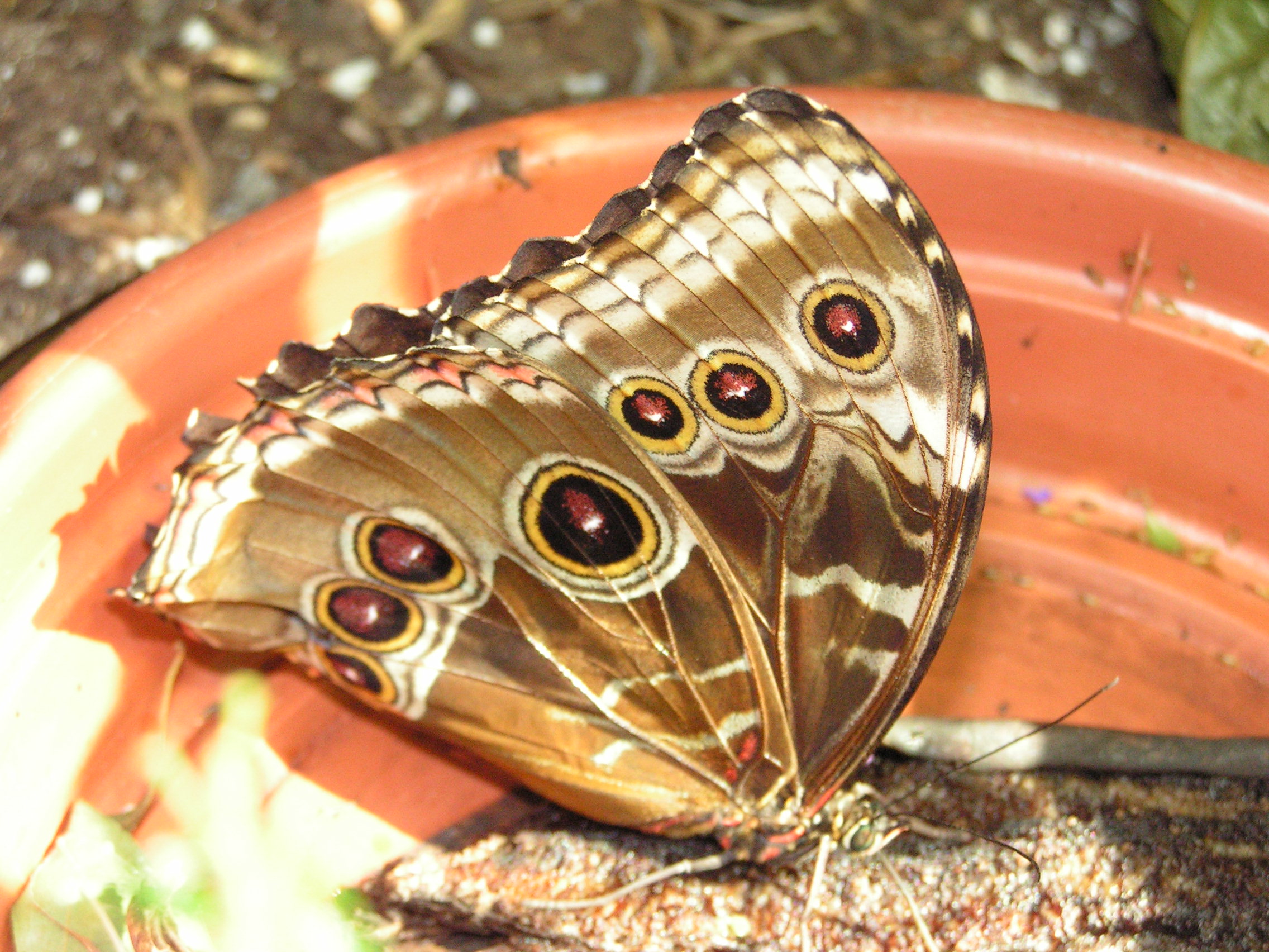 ./2006/Science Museum/SciencMusMonica 0029.jpg